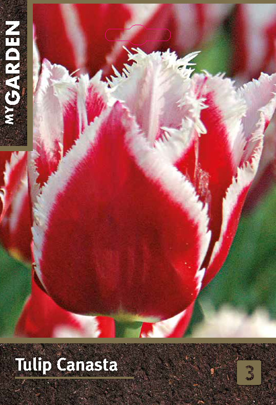 Тюльпан бахромчатый Канаста